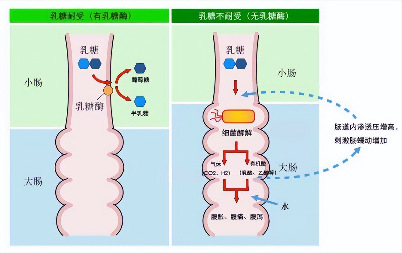 人体抵御细菌感染的第一道防线,人体卫士大战细菌