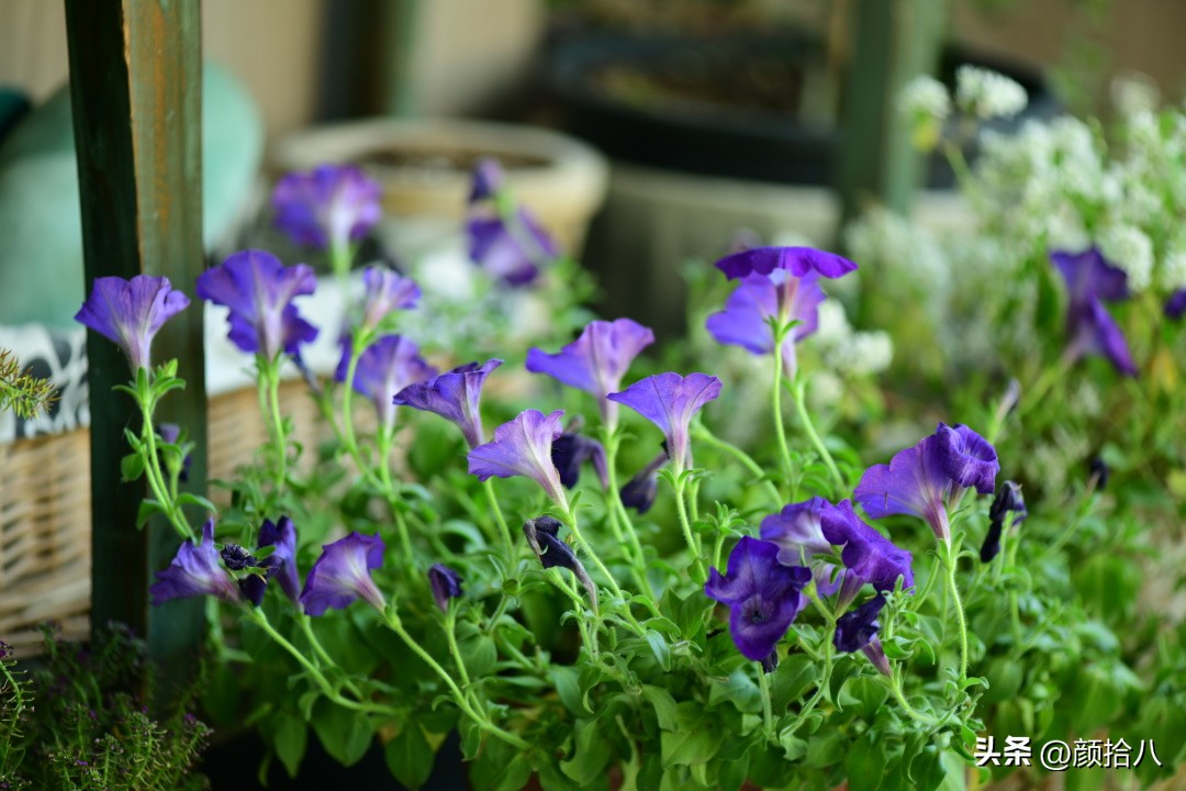 天冷怎么注意植物冻死,植物怕冷怎么过冬