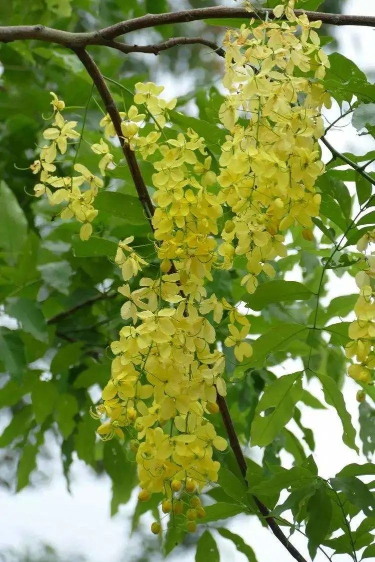 开花植物大全100种,实用分享30款小型开花树种介绍