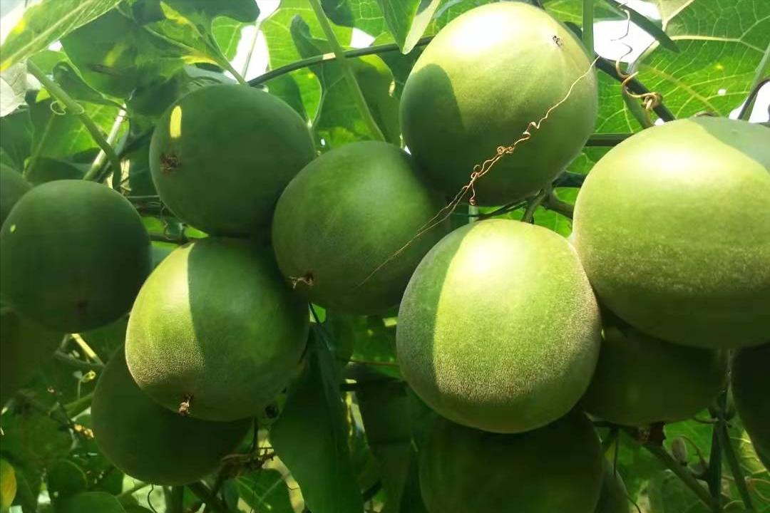 含糖量低但很甜的罗汉果，被中美*批日**准用来代替食糖，发生了什么