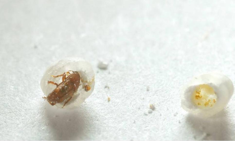 米里有特别小的虫子是什么,一袋米里面有虫子爬来爬去