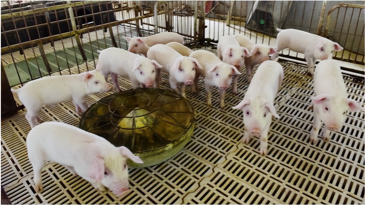 老养户教你猪场消毒最彻底的方法,猪场消毒流程和方法需要改变