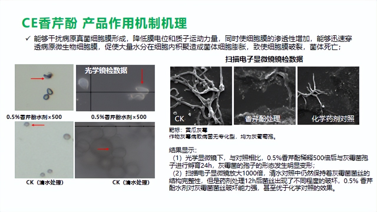 香芹酚与灰霉病,柑橘灰霉病用香芹酚