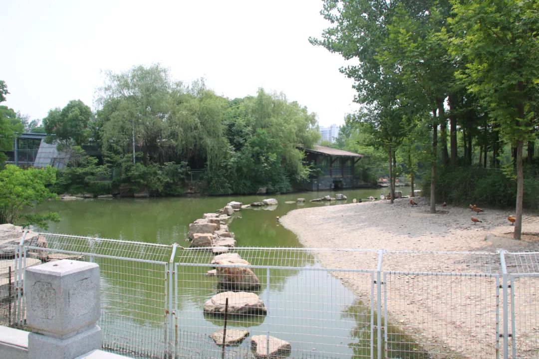 邢台动物园变大了没,淮安动物园开发时间