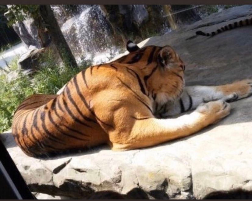 野外遇到老虎为啥不能爬树或下水,野外遇到老虎的正确求生方式