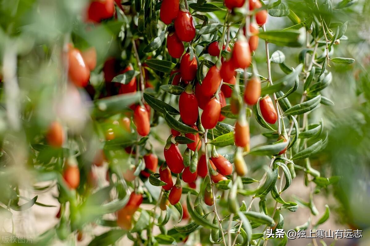 枸杞子配什么中药养肝补肾,本草纲目记载枸杞子滋肾润肺明目