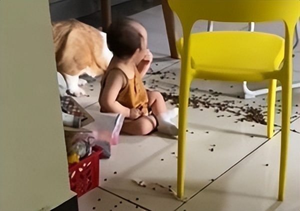 柯基喂小宝宝吃狗粮,孩子和柯基吃狗粮