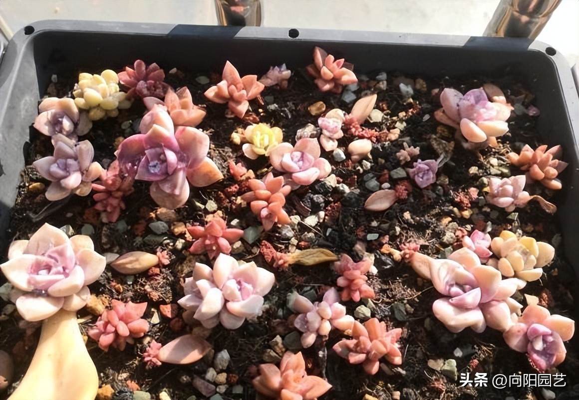 多肉这样叶插更简单成活率更高,劳尔多肉叶插晾晒几天