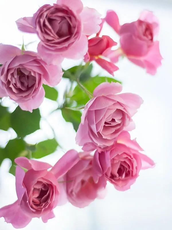 日本月季耐阴品种,日本葵月季适合两广吗