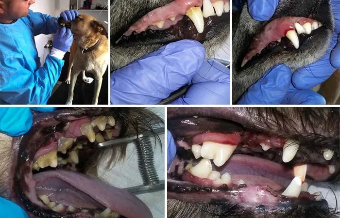 犬口腔疾病治疗,犬牙髓炎怎么治