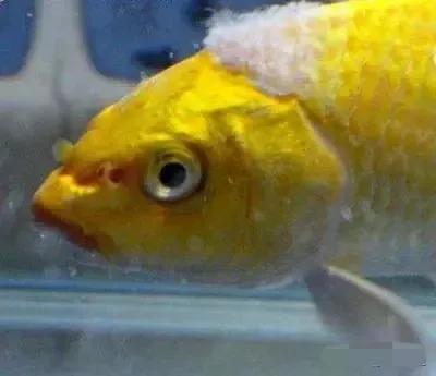 养金鱼常见的鱼病怎么治,金鱼病症状及治疗方法