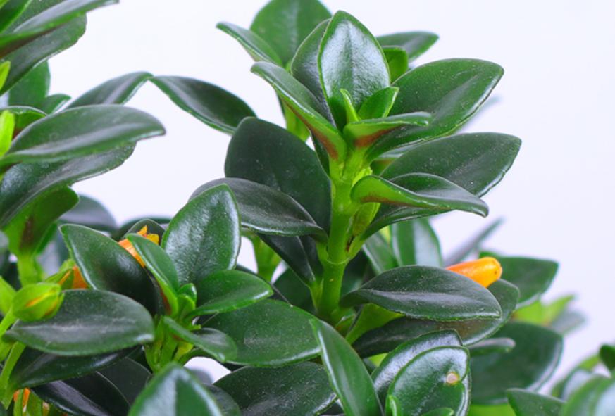 金鱼吊兰开花期间怎么养护和管理,金鱼吊兰开花都有哪些养护秘籍