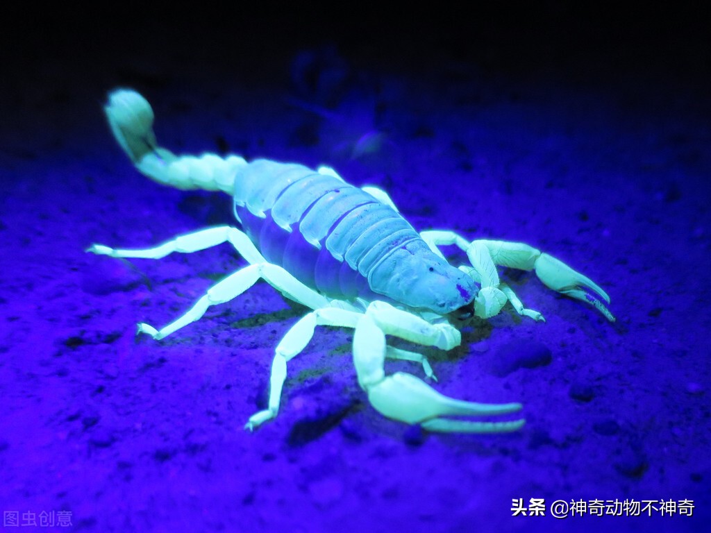 世界上最致命的毒蝎,致命毒蝎子