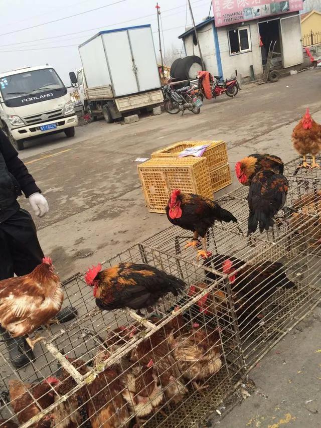 开家禽检疫证明需要什么条件,家禽无检疫证咋办