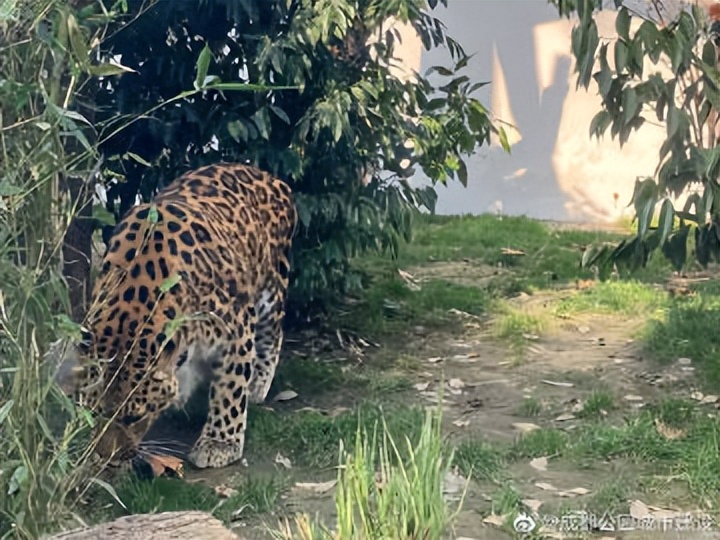 成都动物园周边展览馆,成都动物园豹