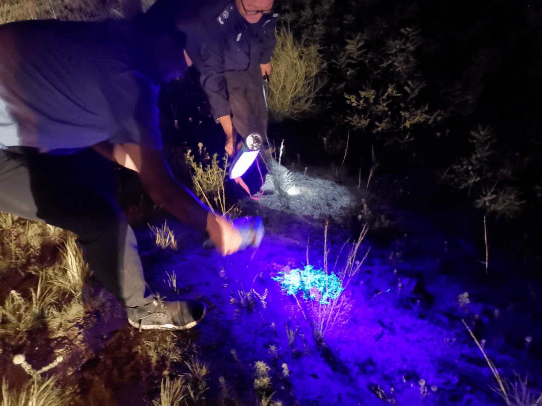 疯狂蝎子,最大蝎子到底有多可怕