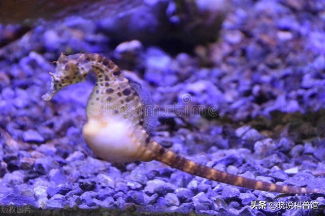 海马人工培育可以吃吗,海马是由什么孕育生命的物种