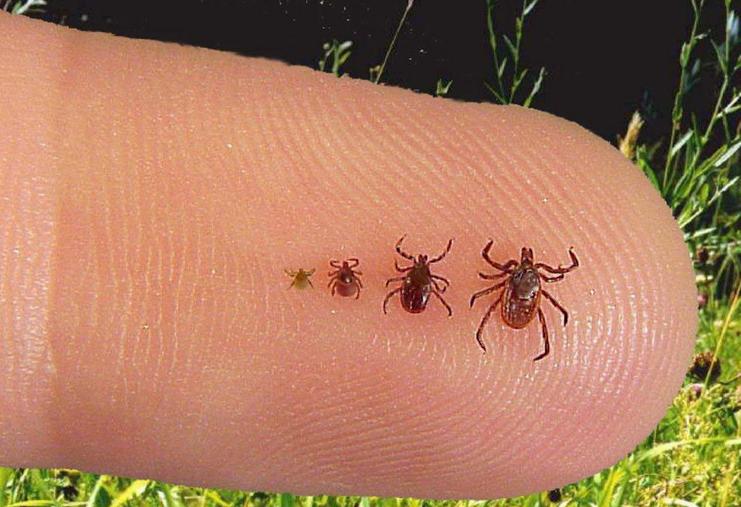 五种必须远离的巨型毒虫,医生提醒近期警惕这3种传染病