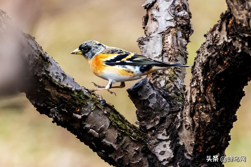 佳能rf800mmf5.6评测,佳能rf800mm二代