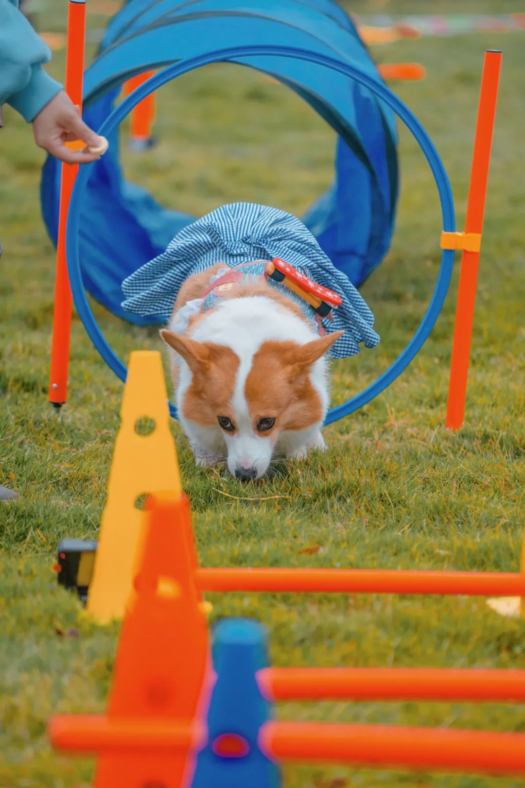 萌宠万圣狂欢夜,萌宠露营云龙区