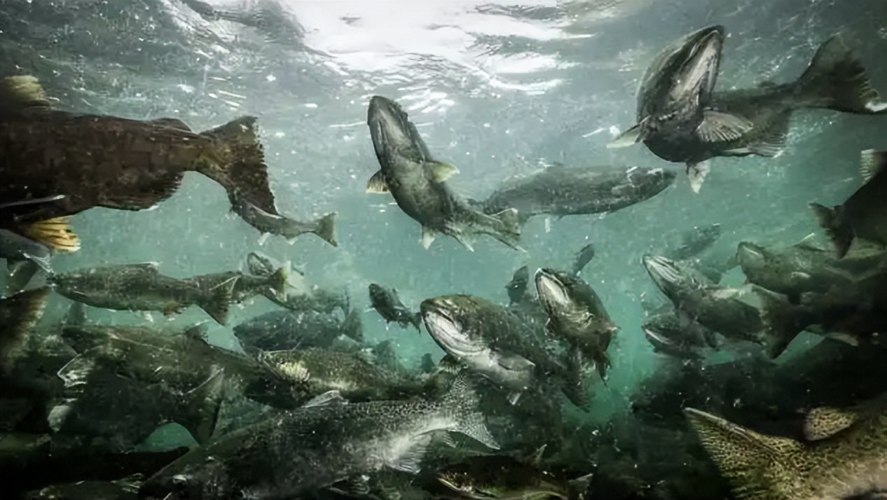 海水如何养殖罗非鱼技术,海水鱼的养殖方法