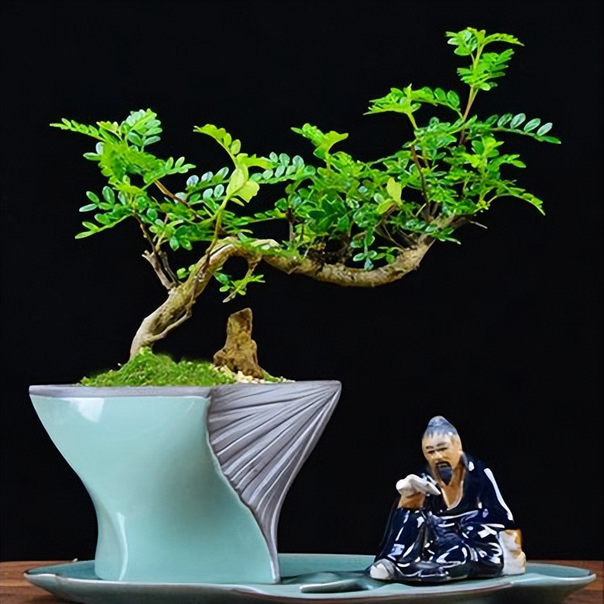 十种最旺家庭的小盆景,各种小盆景大全图片