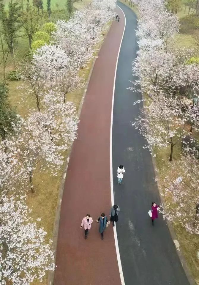 成都周边赏花烧烤一日游推荐免费,成都赏樱花露营