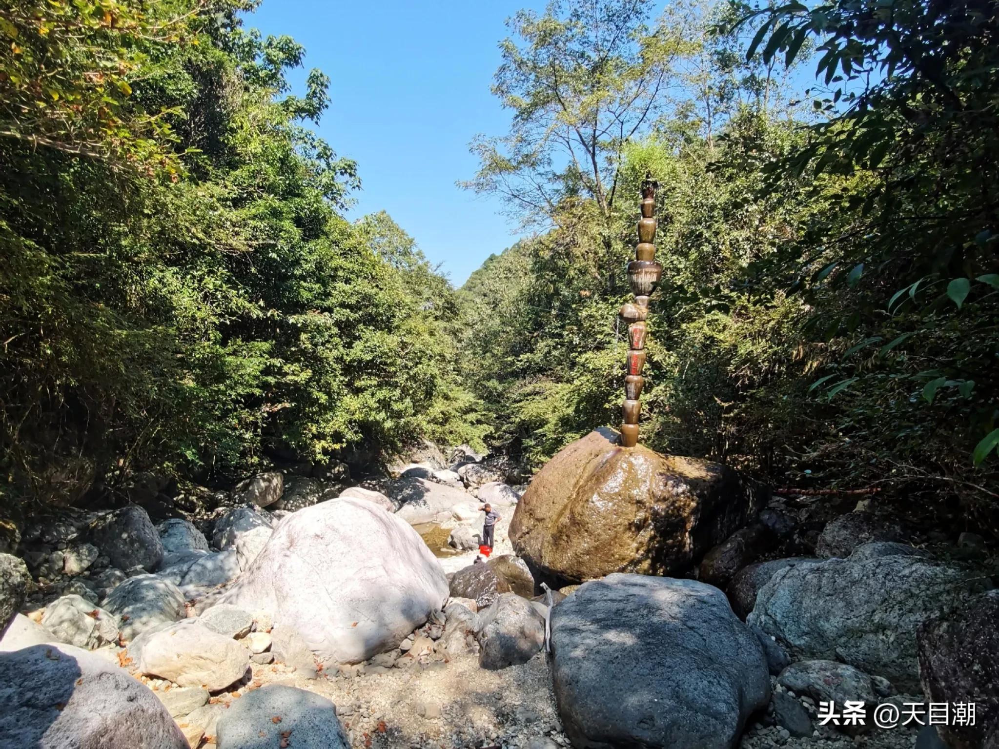 道是种植，却似野生一一项永年把灵芝栽种在百山祖国家公园野地里