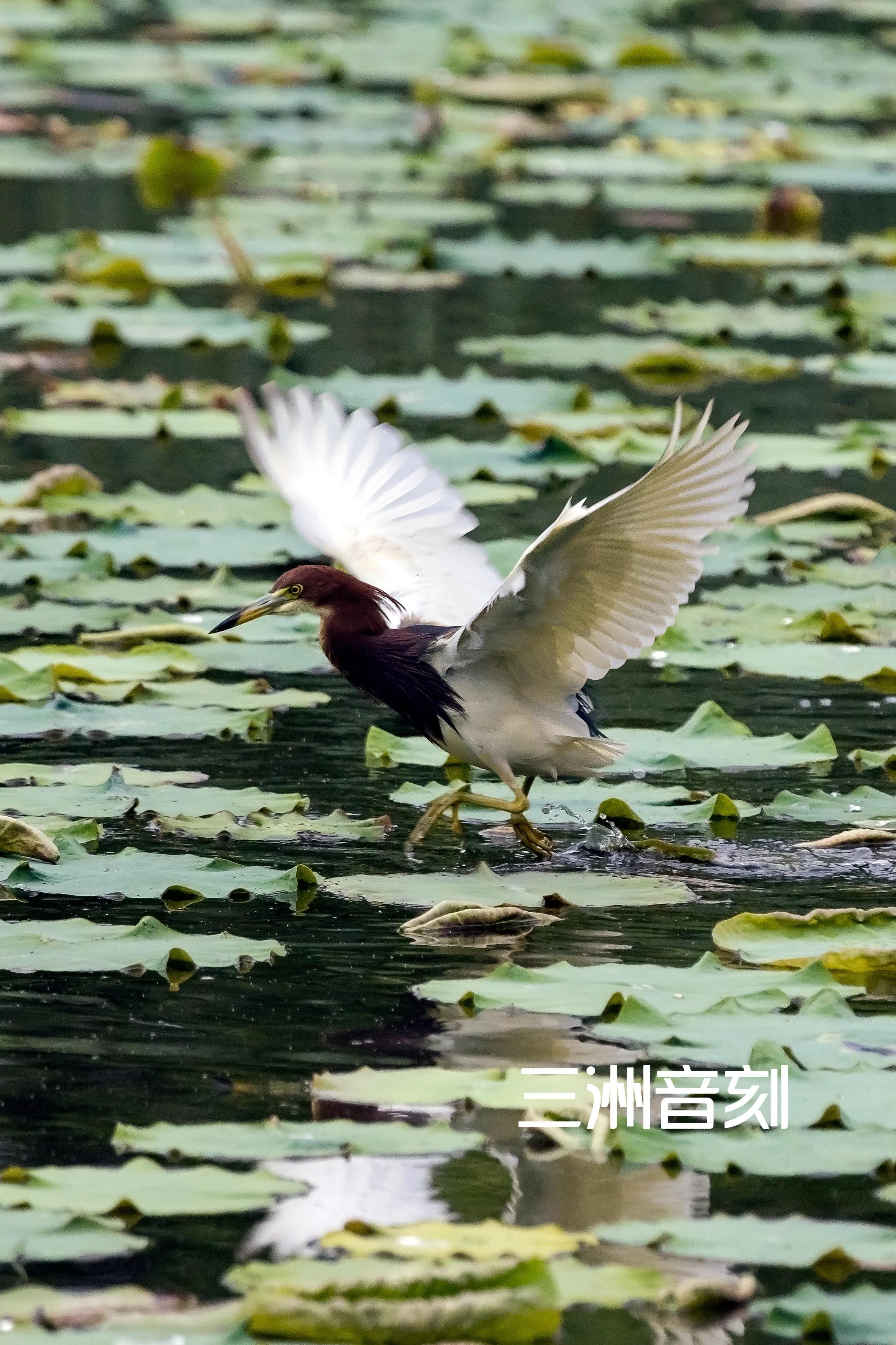 上海国际汽车城安亭,上海市嘉定区安亭国际汽车城
