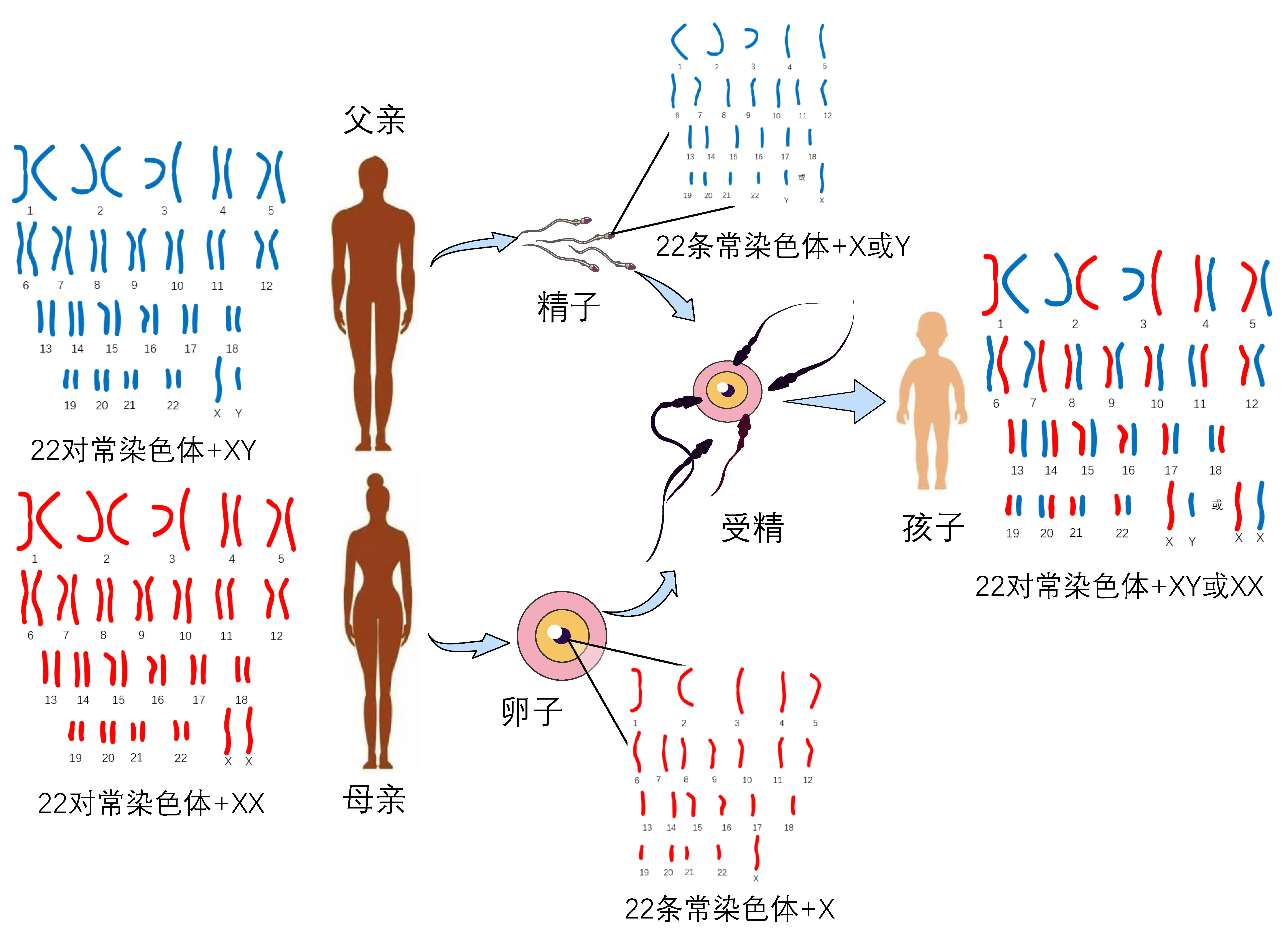 女儿更容易遗传父母哪方面基因,父母基因对孩子的遗传占多少比例