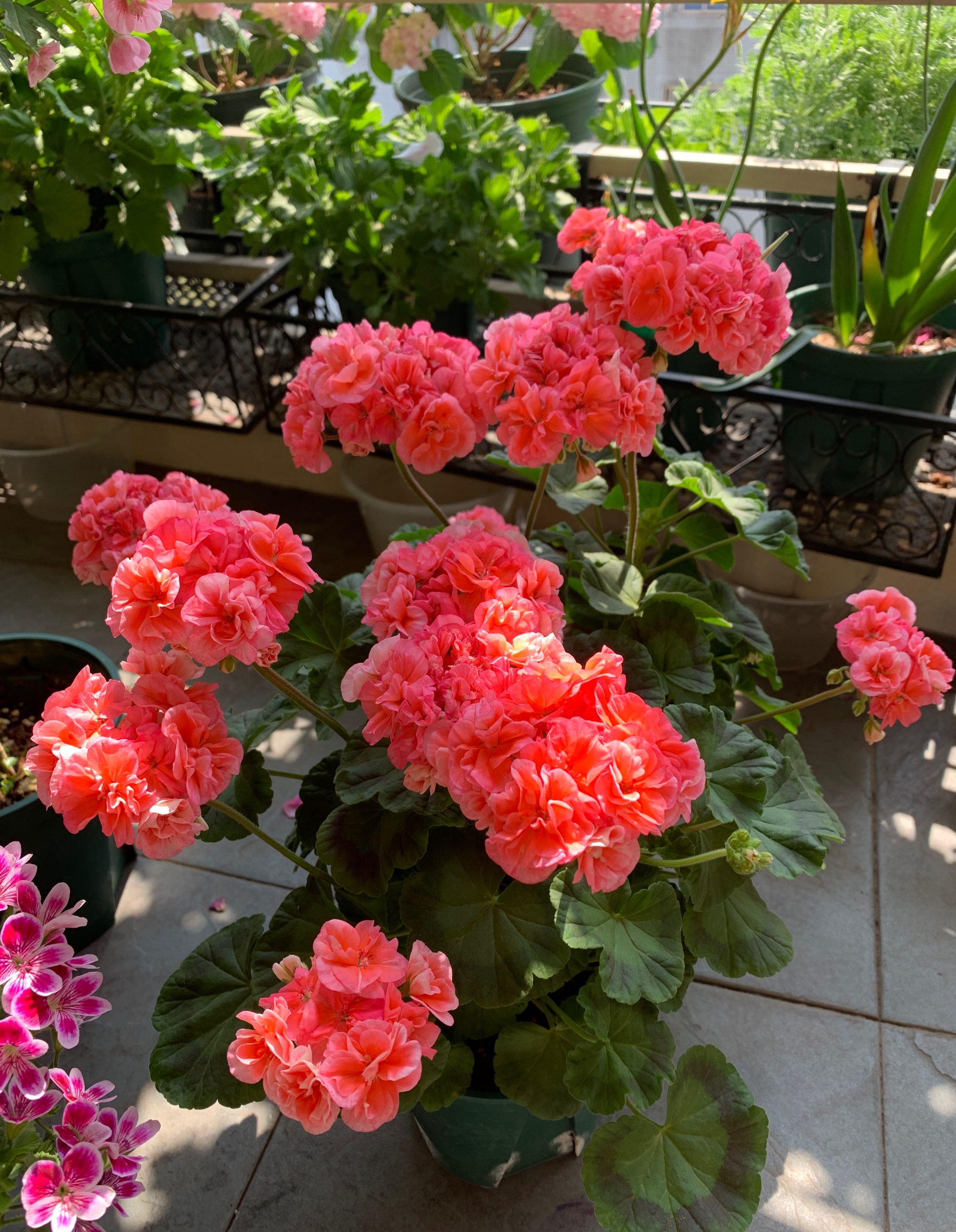 驱蚊虫重瓣大花天竺葵盆栽,天竺葵驱蚊虫吗