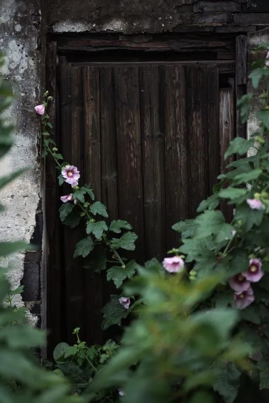 尼康z7ii适合拍摄商业摄影吗,尼康z7ii摄影入门