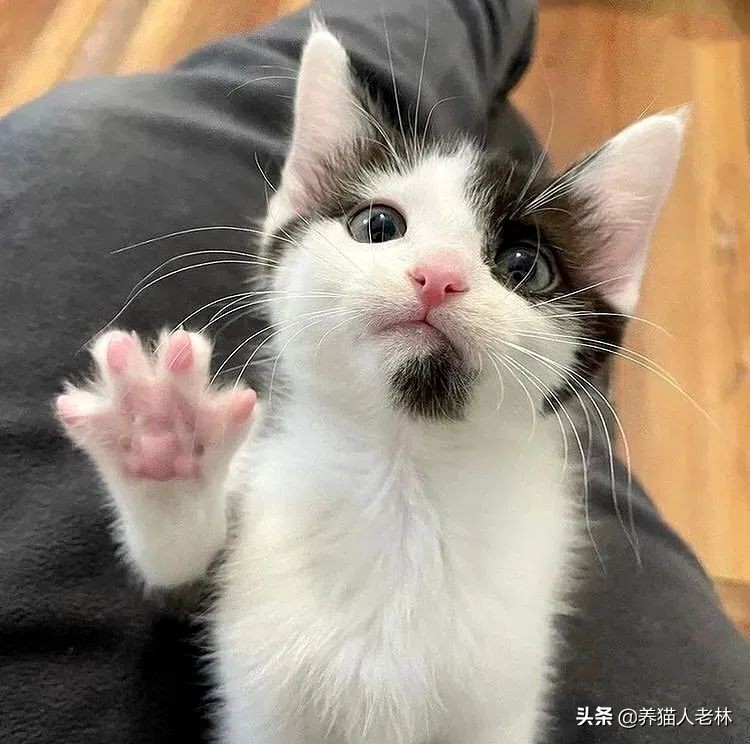 猫妈妈生宝宝难产视频,母猫生产后小猫人工喂奶