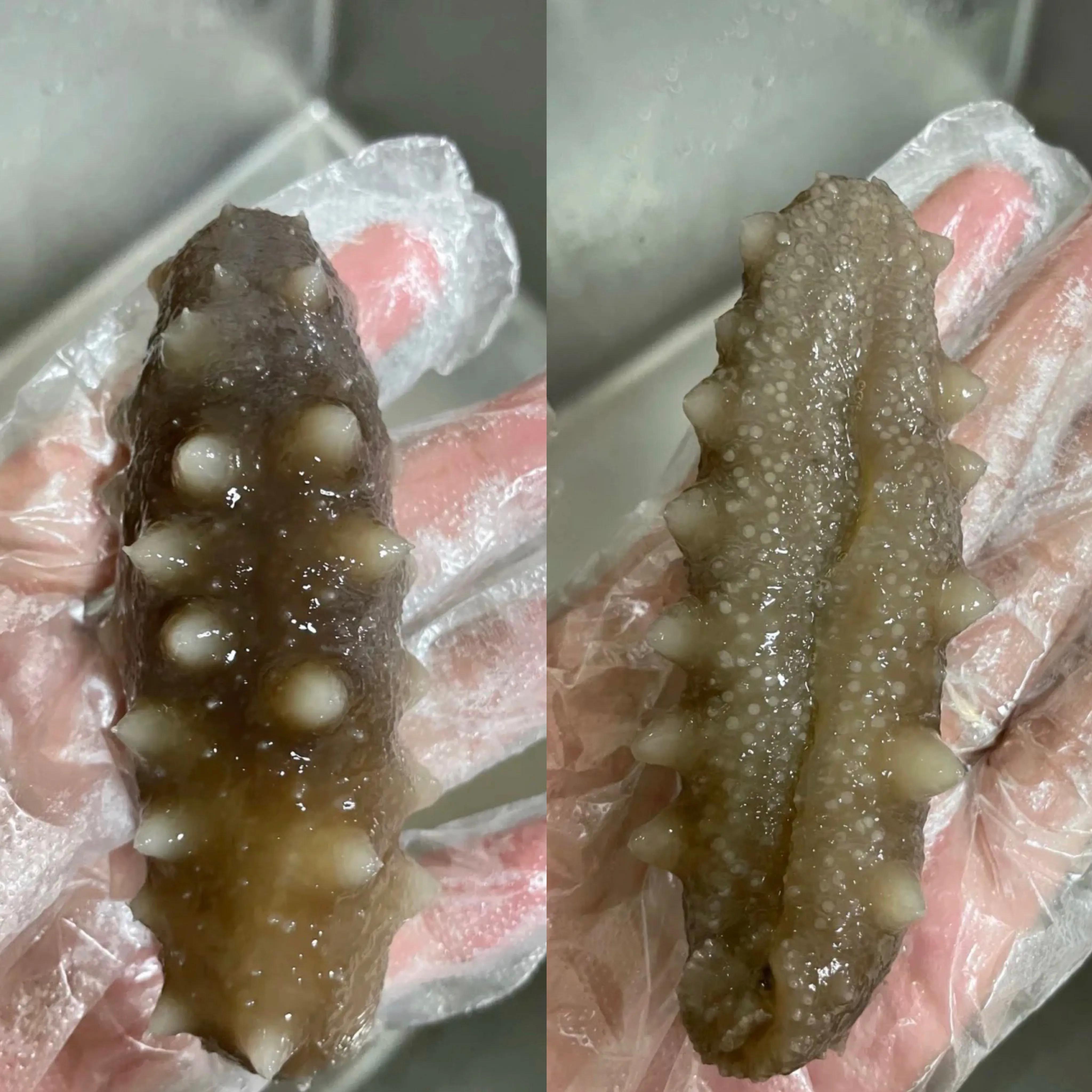 有没有人被海参骗了 (便宜海参骗局)