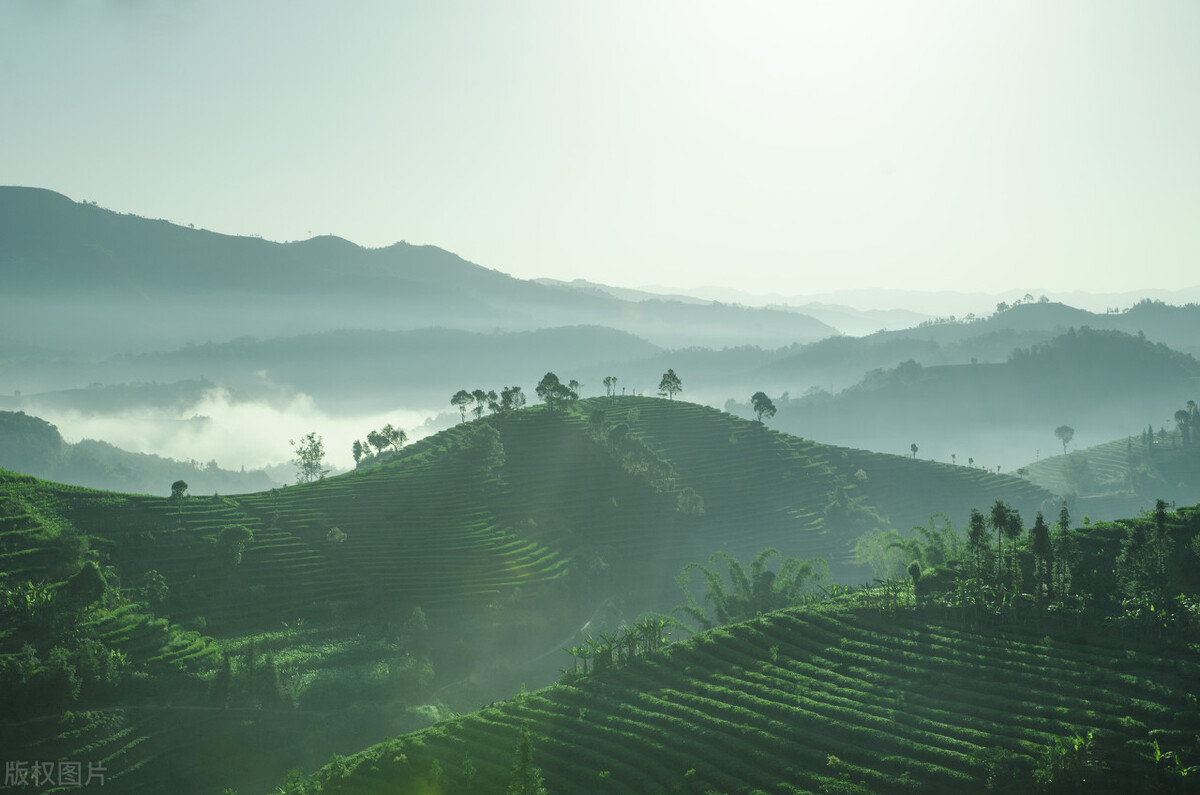 饮料植物,茶树饮料