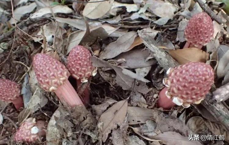 中草药回春草的价格,中草药回春草图片功效和别名