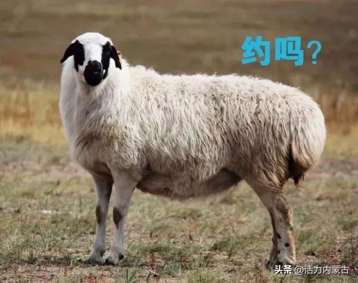 这场“羊”运会，内蒙古申请出战！