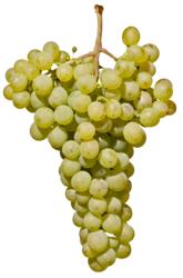 小众之美|AltoAdigeDOC上阿迪杰