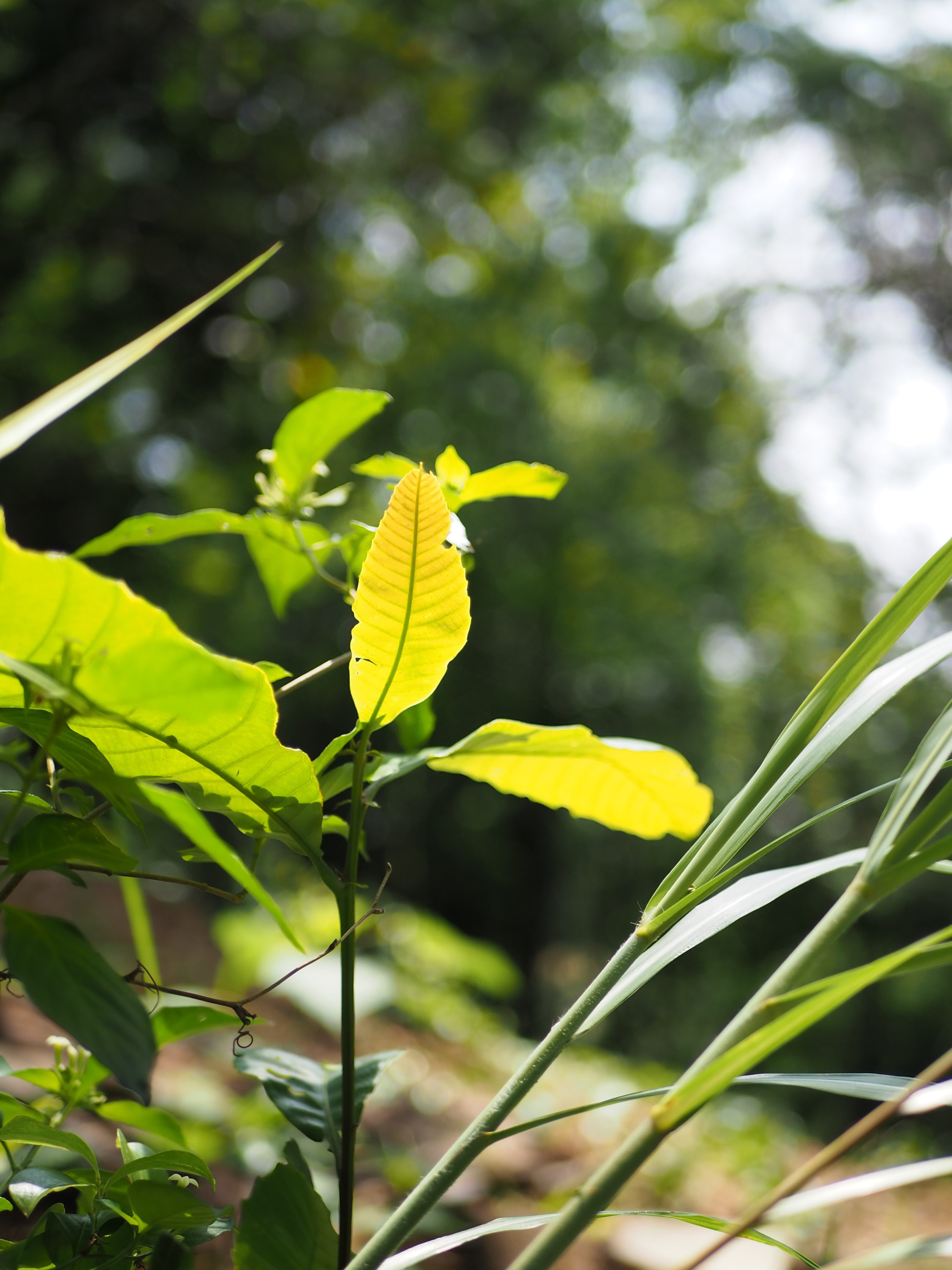 松下25mmF1.7样张赏析，看看画质、锐度如何？