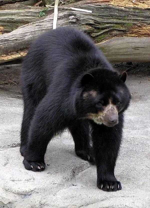 委内瑞拉纸币视频,委内瑞拉纸币简介