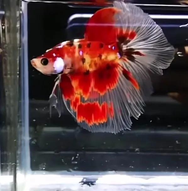 泰国斗鱼好养还是中国斗鱼好养,泰国斗鱼能和中国斗鱼养一起吗