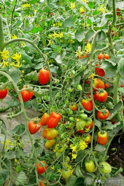番茄怎么打叉枝才能高产稳产,番茄坐果整枝的正确方法