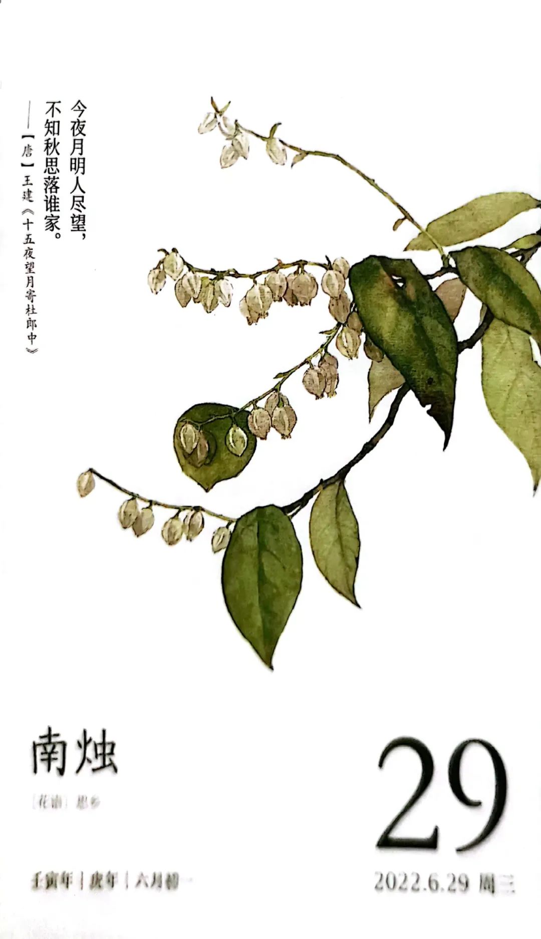 南烛，白天不懂夜的黑，饭的黑你可能也不懂｜花名册No.00174