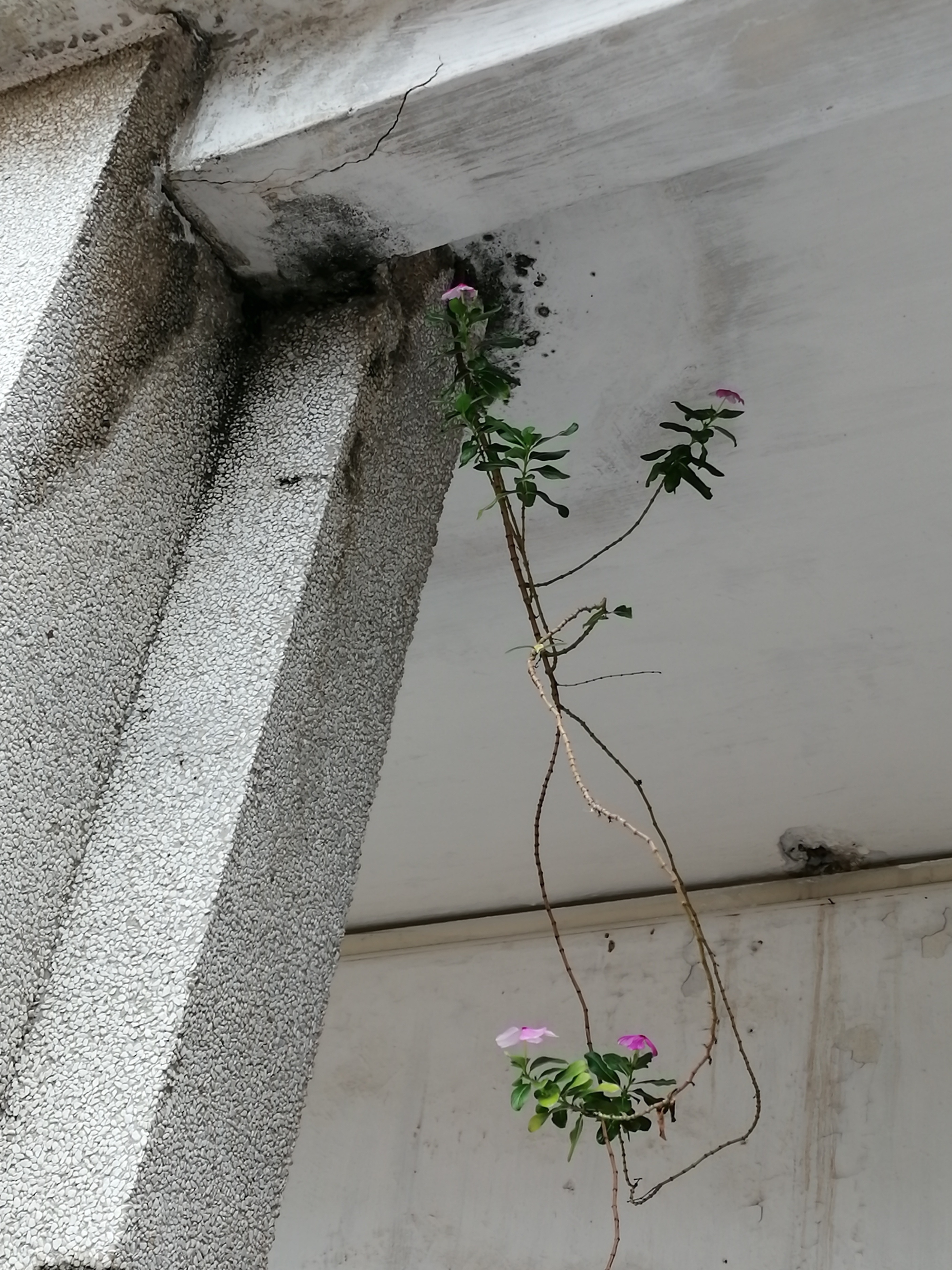 猪坚强能有多坚强,猪坚强我们凭什么不坚强