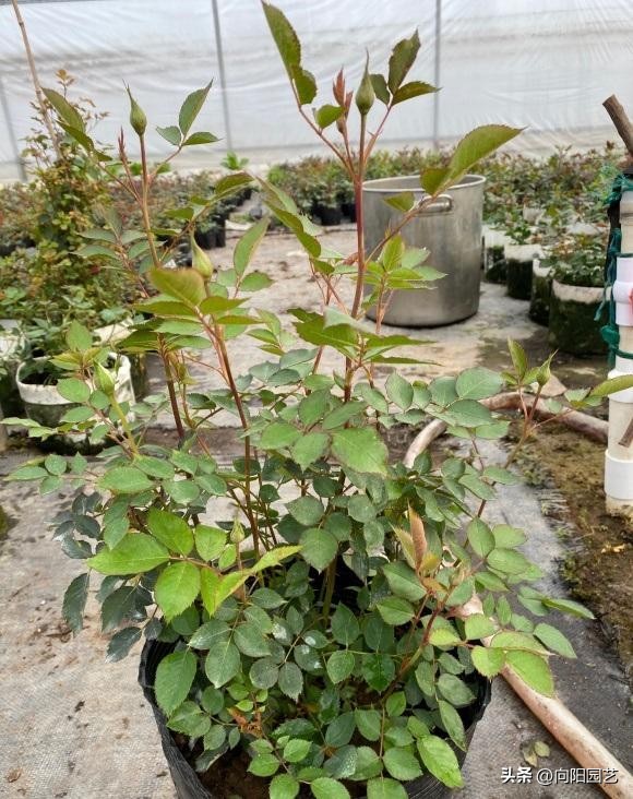 卖月季靠谱的网店,买月季花在抖音哪家买比较好