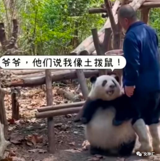 试穿绿色连裤袜,网购了一条金色的丝袜