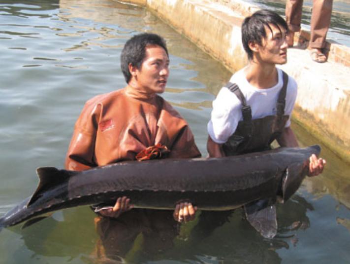 顶级鱼子酱为什么这么贵,中国是怎么把鱼子酱变成白菜价