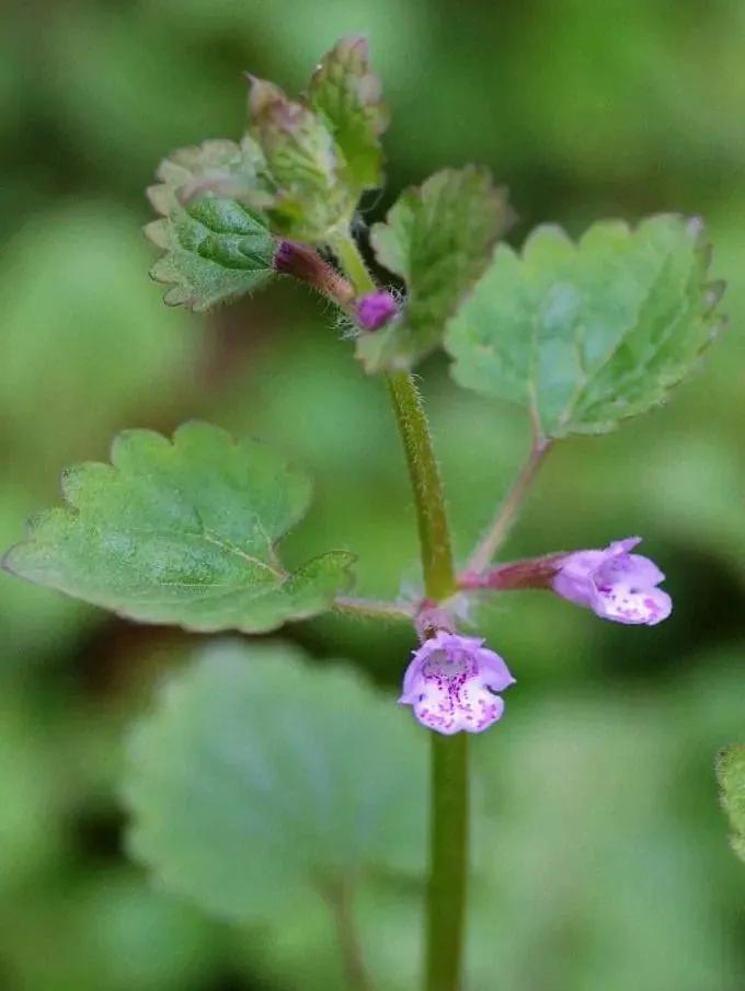 5种药用价值高的野菜,民间有药用价值的野菜