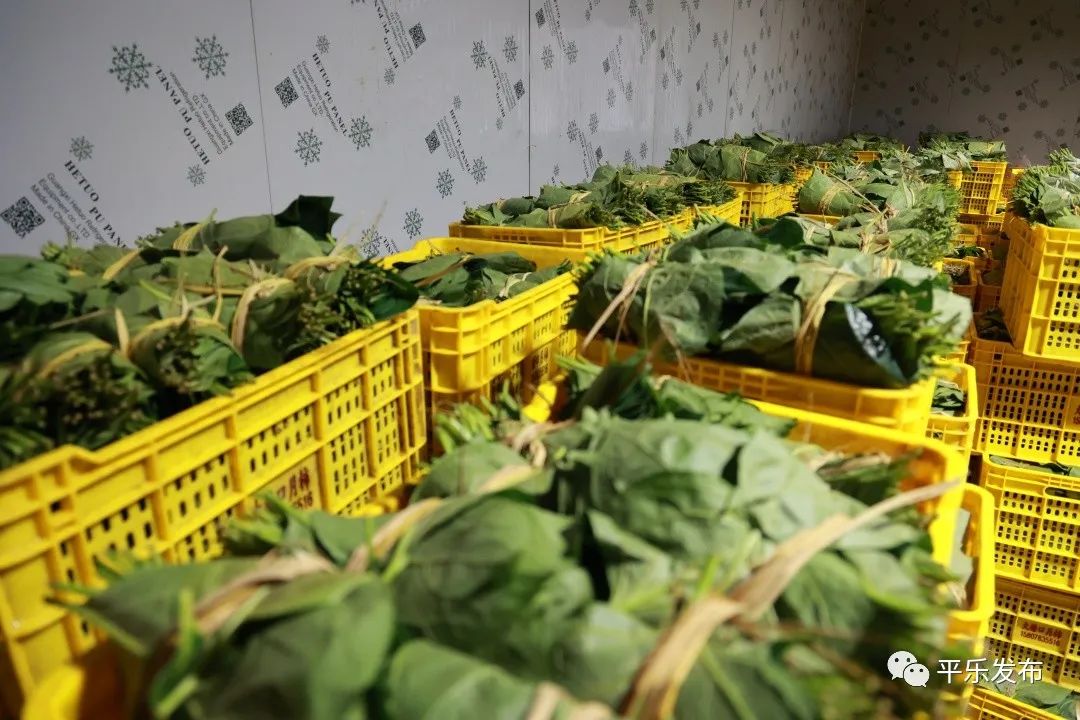 桂林平乐|桥亭乡：小小绿叶巧成“增收叶”解锁乡村致富“新密码”