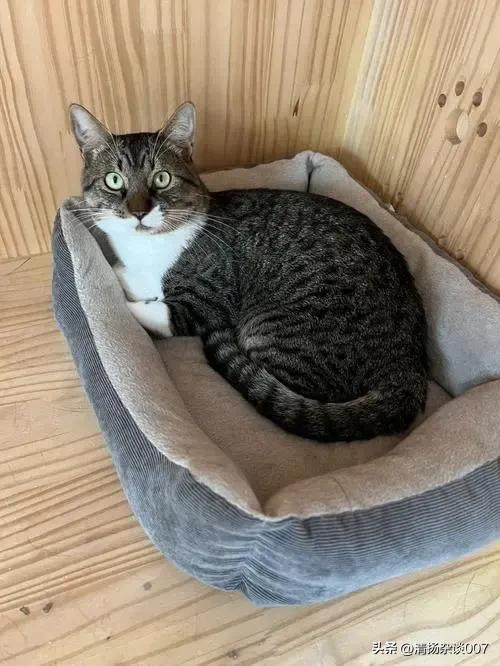 中华田园猫的品种介绍和图片大全,中华田园猫的眼睛是什么颜色的